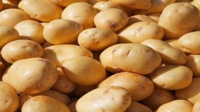Potato is the fourth most important food crop in the world after rice and wheat, producing 370 million tonnes annually