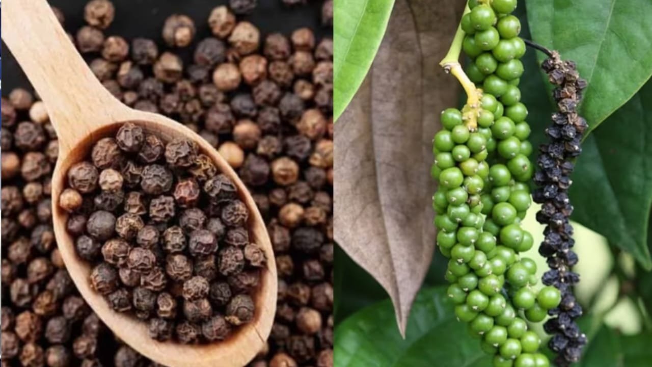 You can earn millions by cultivating black pepper, how to start